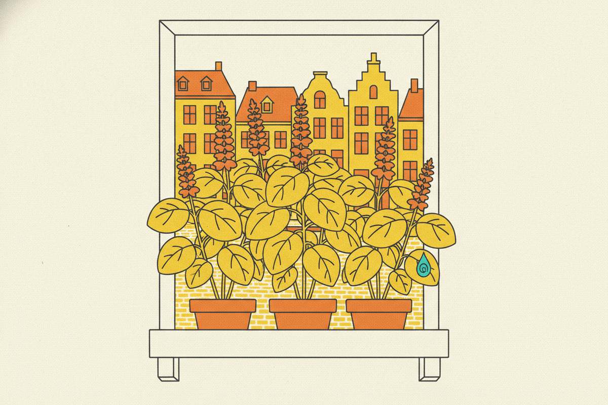 Editorial illustration for “Growing Tulsi Plant in Belgium”.